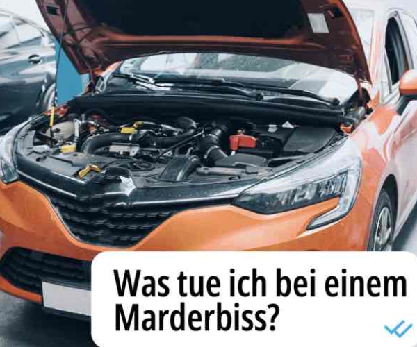 Was tue ich bei einem Marderbiss?