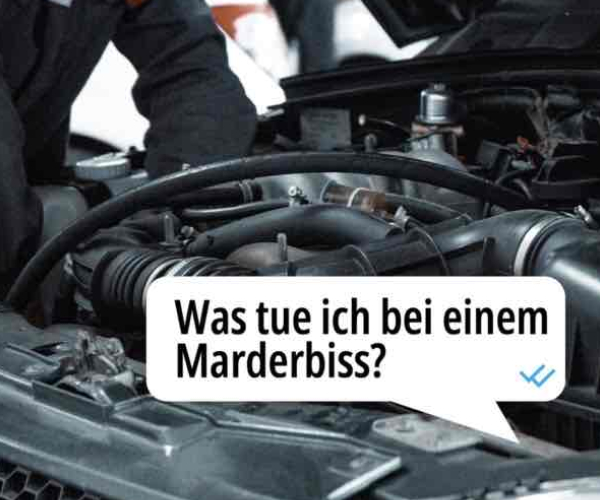 Was tue ich nach einem Marderbiss?